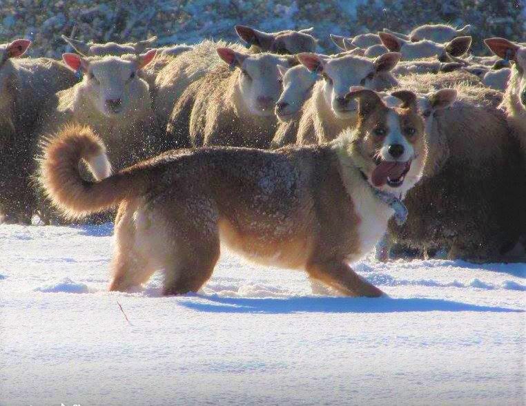 Welsh Sheepdog Wilden Elsa